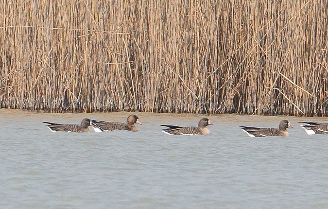 Oie naine  - Jakob Hauzinger