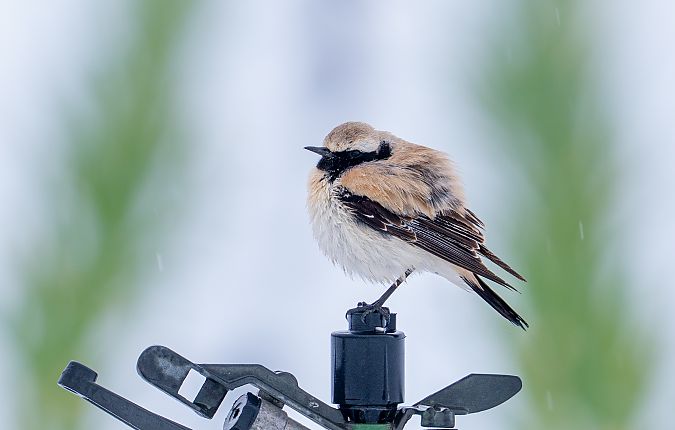 Traquet du désert  - Jakob Hauzinger
