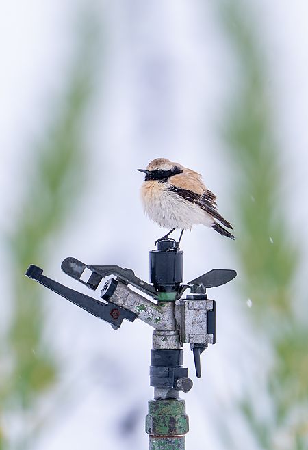Traquet du désert  - Jakob Hauzinger