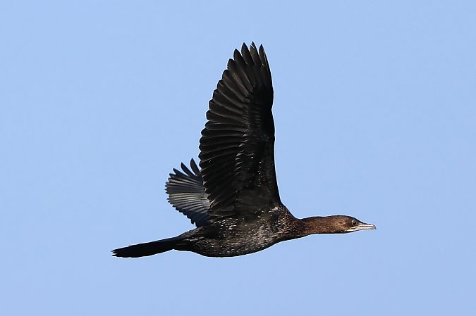 Cormoran pygmée  - Jiri Vratny