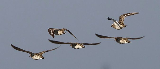 Pluvier doré  - Jiri Vratny