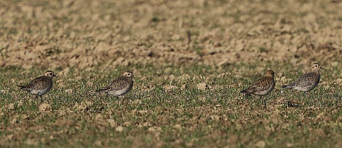 Pluvier doré  - Jiri Vratny