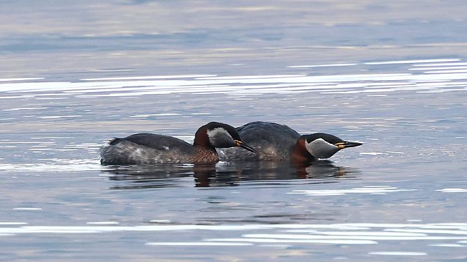Grèbe jougris  - Jiri Vratny
