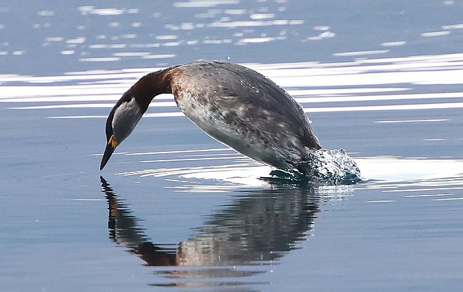 Grèbe jougris  - Jiri Vratny