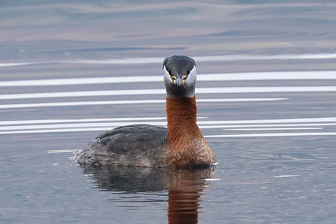 Grèbe jougris  - Jiri Vratny