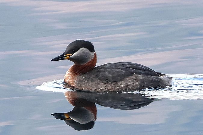 Grèbe jougris  - Jiri Vratny