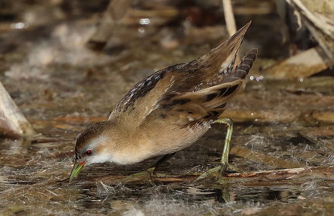 Marouette poussin  - Jiri Vratny