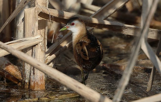 Marouette poussin  - Jiri Vratny