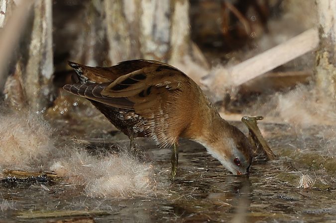 Marouette poussin  - Jiri Vratny