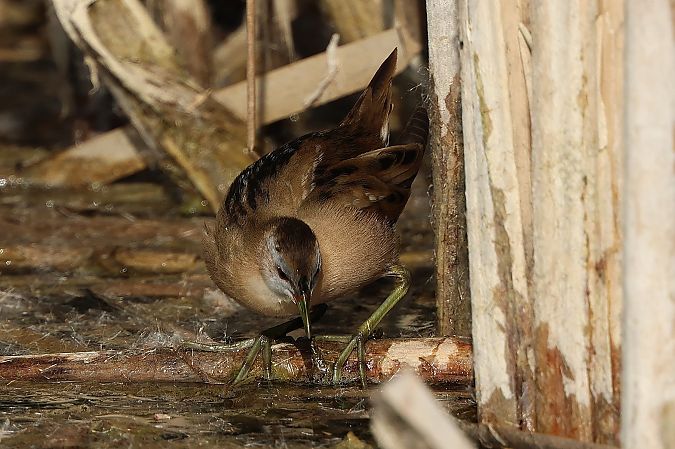 Marouette poussin  - Jiri Vratny