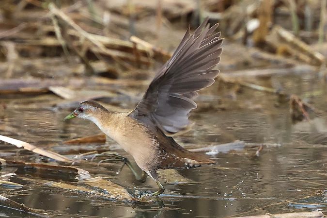 Marouette poussin  - Jiri Vratny