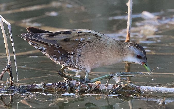 Marouette poussin  - Jiri Vratny