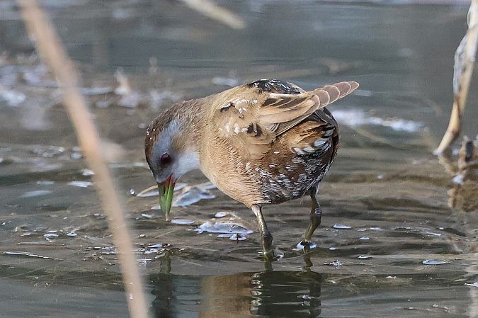Marouette poussin  - Jiri Vratny