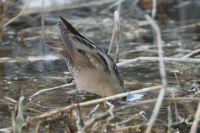 Marouette poussin  - Jiri Vratny