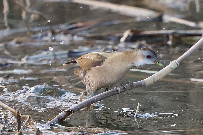 Marouette poussin  - Jiri Vratny