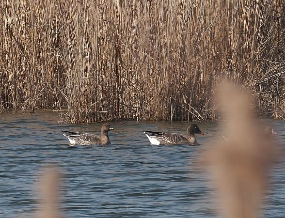Tundra Bean Goose 