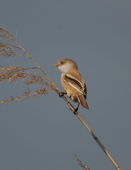 Panure à moustaches 