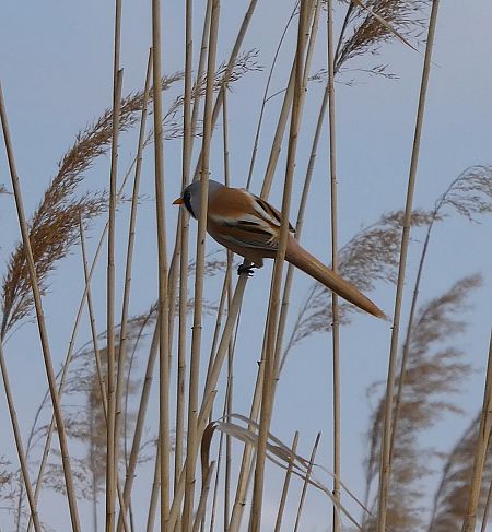 Panure à moustaches 