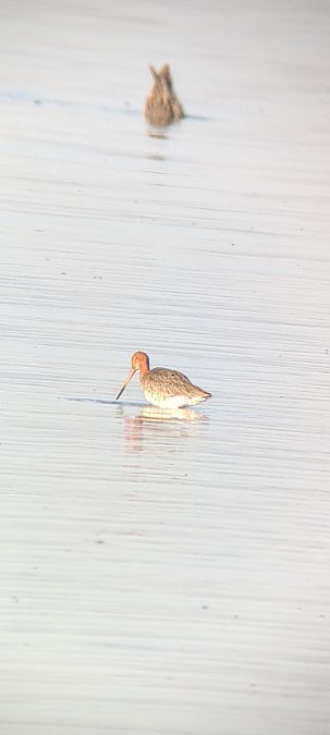 Barge à queue noire  - Johannes Jäger