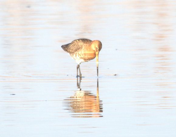 Barge à queue noire  - Johannes Jäger