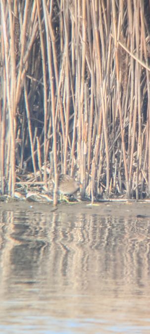 Marouette ponctuée  - Johannes Jäger