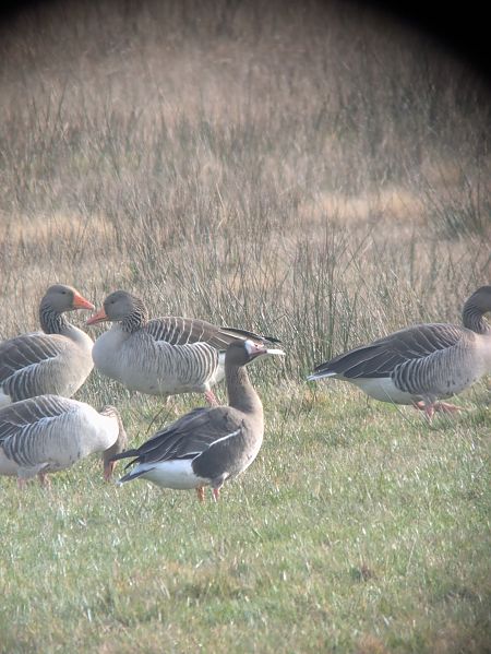 Oie rieuse  - Johannes Jäger