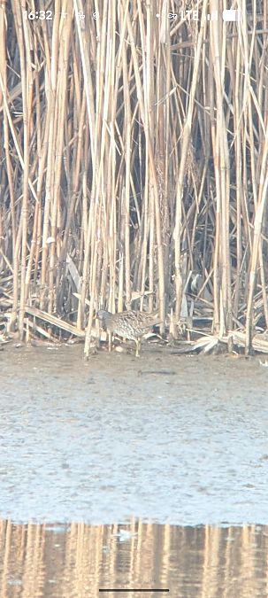 Marouette ponctuée  - Johannes Jäger