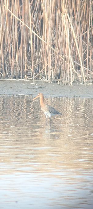 Barge à queue noire  - Johannes Jäger
