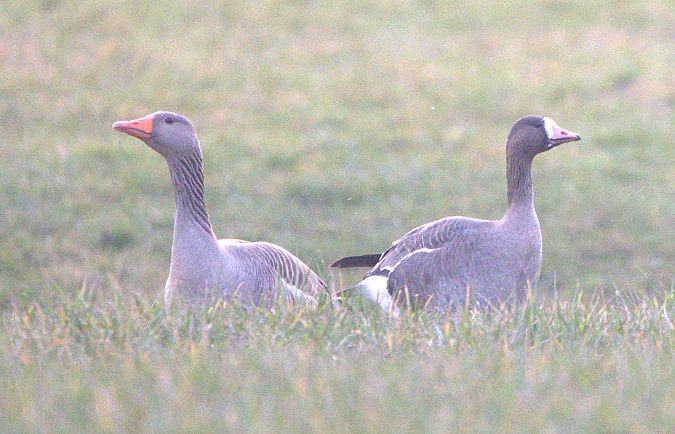 Oie rieuse  - Johannes Jäger