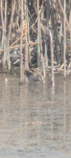 Bécassine sourde  - Johannes Jäger