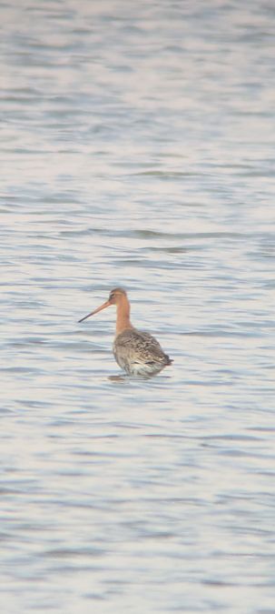 Barge à queue noire  - Johannes Jäger