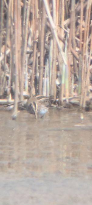 Bécassine sourde  - Johannes Jäger