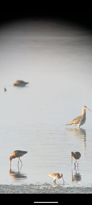 Barge à queue noire  - Johannes Jäger
