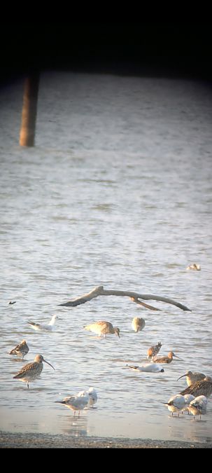 Barge à queue noire  - Johannes Jäger