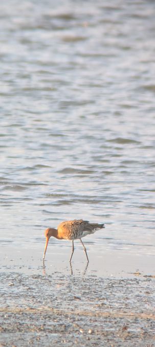 Barge à queue noire  - Johannes Jäger