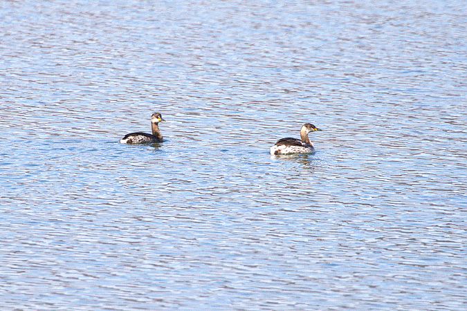 Rothalstaucher  - Werner Petutschnig