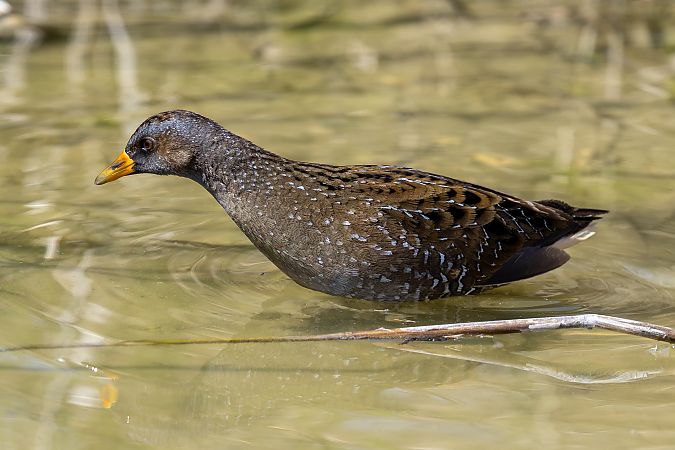 Marouette ponctuée  - Holger Köhler