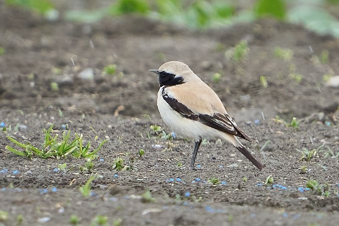 Traquet du désert  - Klemens Aichner