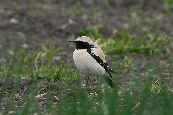 Traquet du désert  - Klemens Aichner