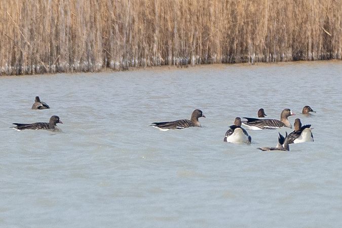 Oie naine  - Michael Seisl