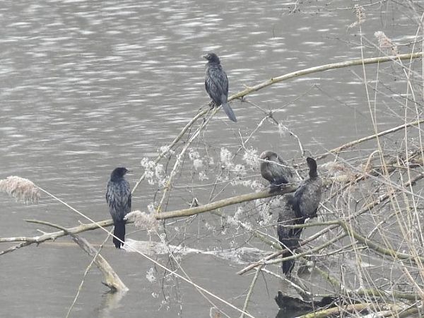 Cormoran pygmée  - Jörg Schmitz