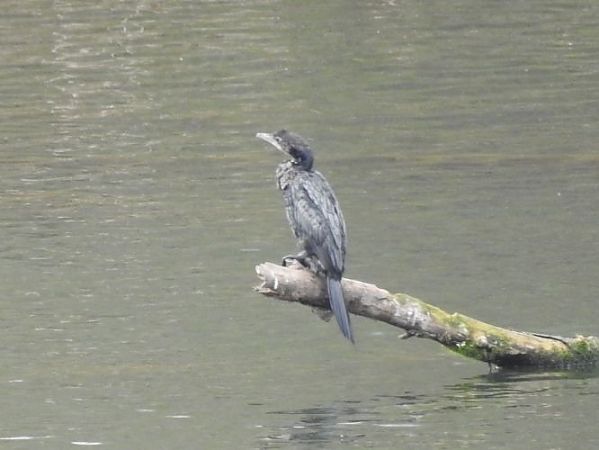 Cormoran pygmée  - Jörg Schmitz