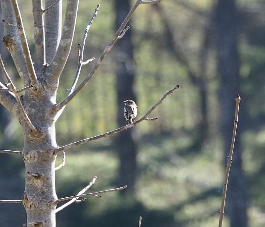 Oiseau indéterminé  - Andreas Böck