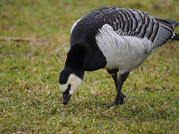Bernache nonnette  - Winfried Jaschke