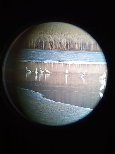 Spatule blanche  - Gerhard Prähofer