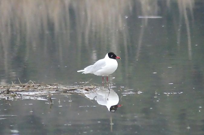 Mouette mélanocéphale  - Dario Track