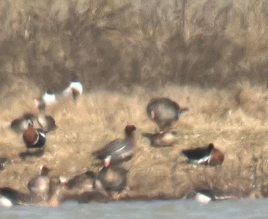 Bernache à cou roux  - Oliver Kail