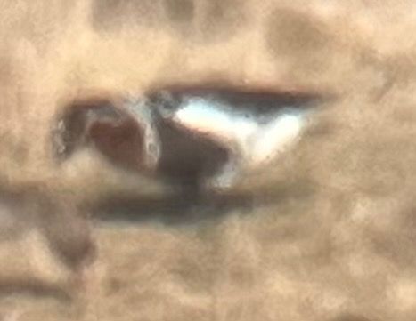 Bernache à cou roux  - Oliver Kail