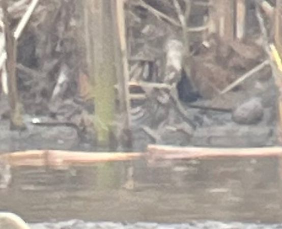 Bécassine sourde  - Oliver Kail