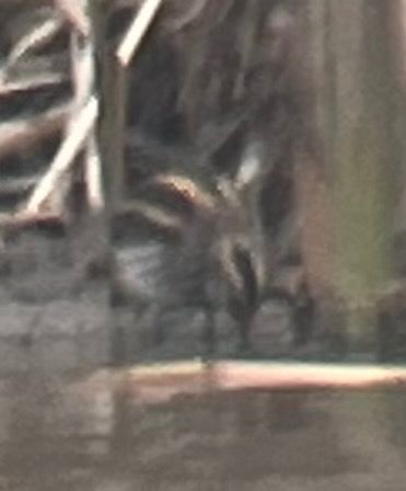 Bécassine sourde  - Oliver Kail